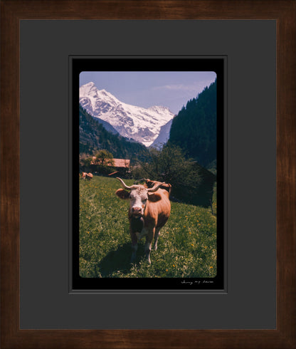 Untitled, Swiss Cows, Grindelwald, Switzerland, c. 1970 (WL00173)