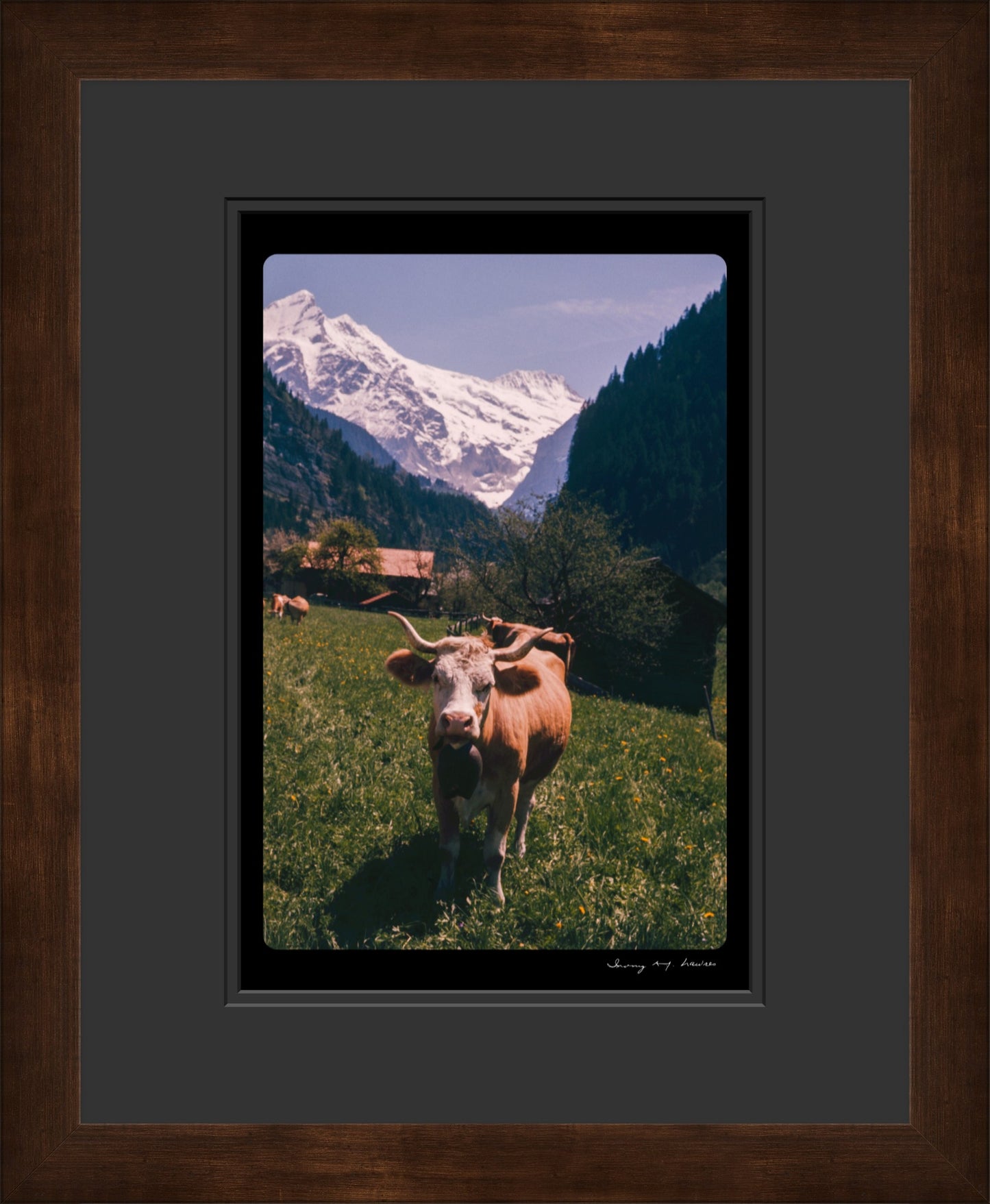 Untitled, Swiss Cows, Grindelwald, Switzerland, c. 1970 (WL00173)