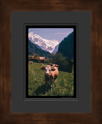 Untitled, Swiss Cows, Grindelwald, Switzerland, c. 1970 (WL00173)