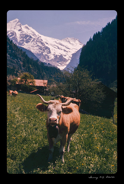 Untitled, Swiss Cows, Grindelwald, Switzerland, c. 1970 (WL00173)