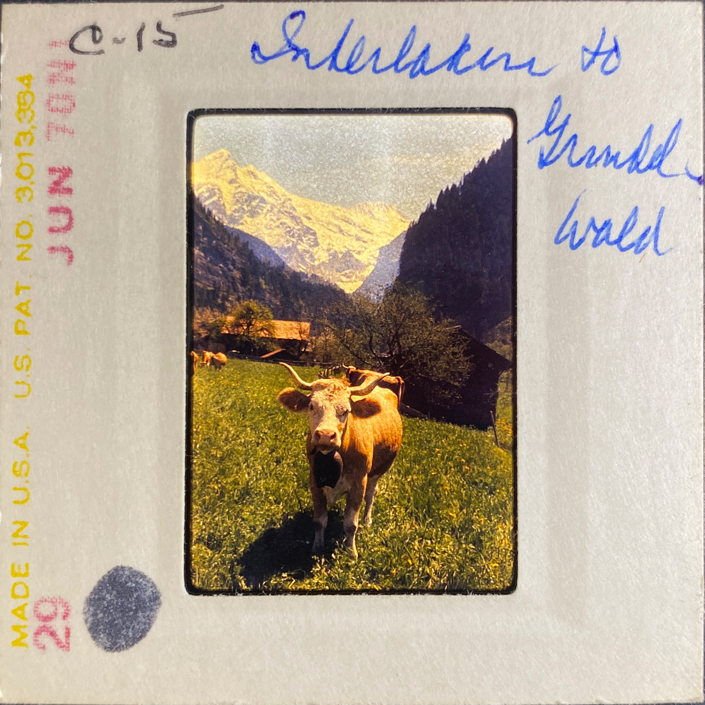 Untitled, Swiss Cows, Grindelwald, Switzerland, c. 1970 (WL00173)